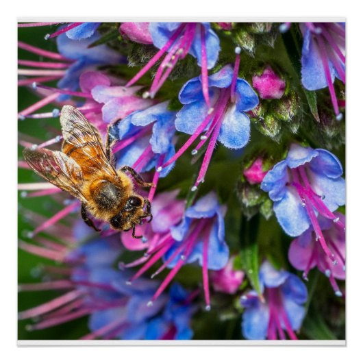 Busy Busy Bee Macro Honeybee Nature Art Poster ポスター (正面)