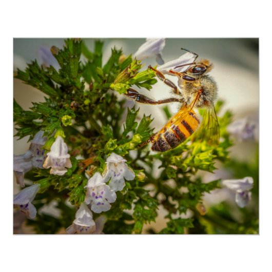 Busy Honeybee Pollinating Flowers – Nature Photo ポスター (正面)
