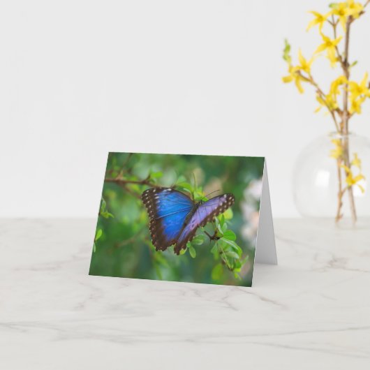 buterfly写真 カード (黄色い花)