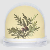 Butter Yellow Fern Photo  (裏面)