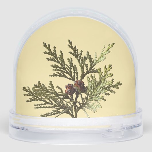 Butter Yellow Fern Photo  (裏面)