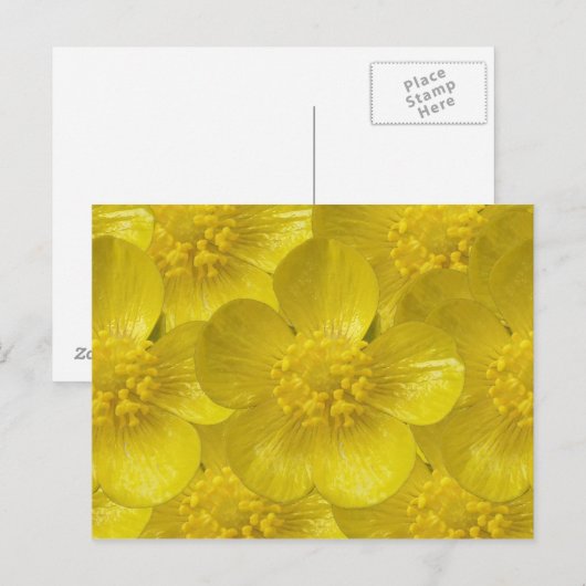 Buttercupはがき ポストカード (正面/裏面)