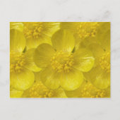 Buttercupはがき ポストカード (正面)