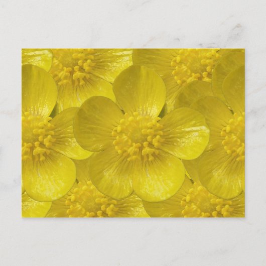 Buttercupはがき ポストカード (正面)