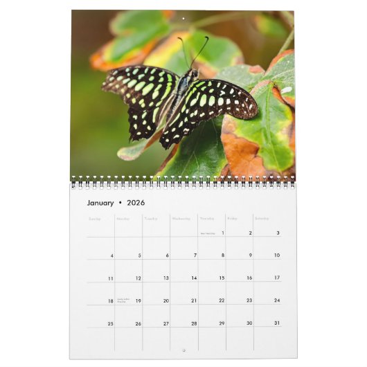 Butterflies  12 Month Wall Calendar 2026 カレンダー (1月 2026)