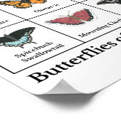 Butterflies of Chautauqua ポスター (角)