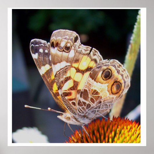 Butterflies Patterns ポスター (正面)