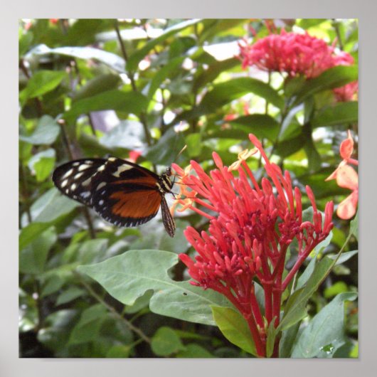 butterfly1ポスター ポスター (正面)