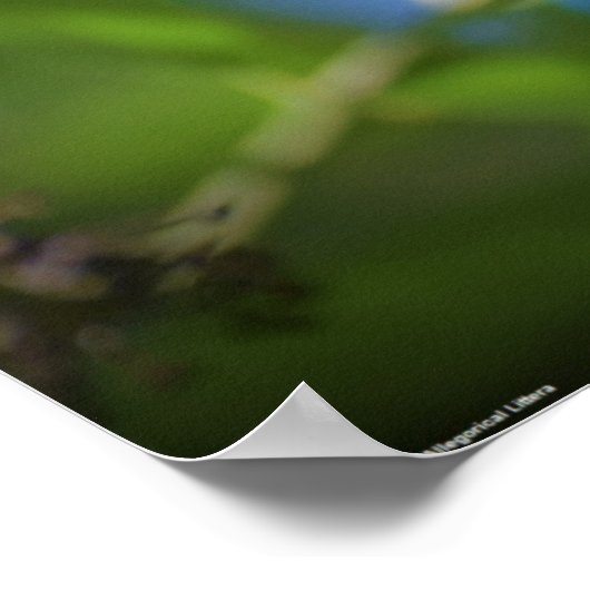 Butterfly,  ポスター (角)