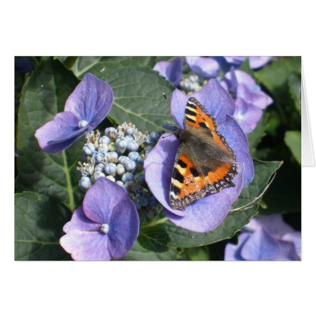Butterfly 1色彩の鮮やかな女性 (正面横)