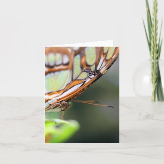 Butterfly Face Nature Photography Note カード (正面)
