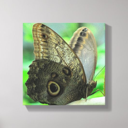 Butterfly Floral  Canvas Print キャンバスプリント (正面)