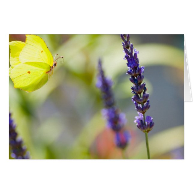 butterfly in flight (正面横)