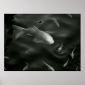 butterfly kois ポスター (正面)