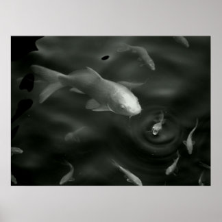 butterfly kois ポスター