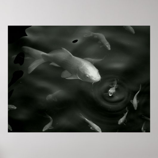 butterfly kois ポスター (正面)