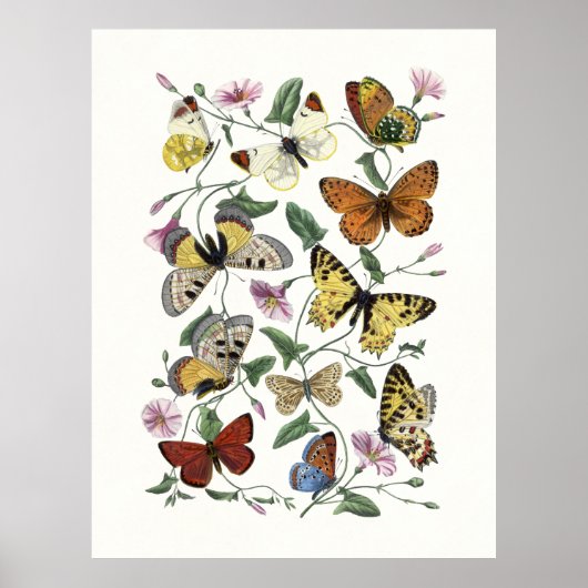 Butterfly & Moth Vintage Print, Paul Gervais 1842 ポスター (正面)