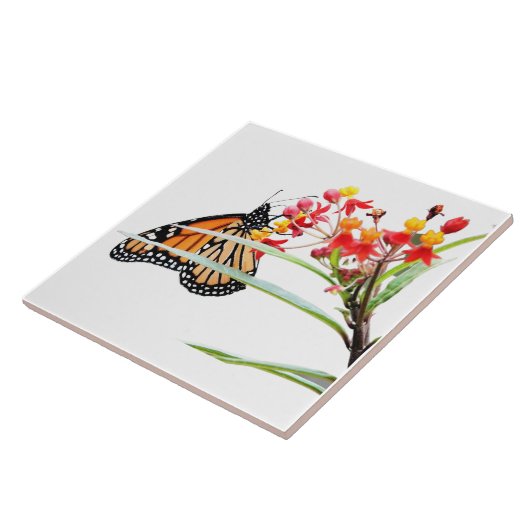 Butterfly on Milkweed開花、White タイル (側面)