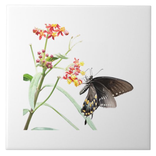 Butterfly on Milkweed開花、White タイル (正面)