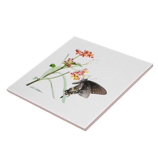 Butterfly on Milkweed開花、White タイル (側面)