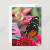 Butterfly on Red Flowersフォトポストカード ポストカード (正面/裏面)
