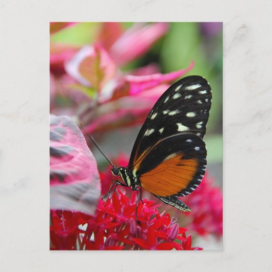Butterfly on Red Flowersフォトポストカード ポストカード (正面)