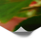 Butterfly on Red Flowersポスター ポスター (角)