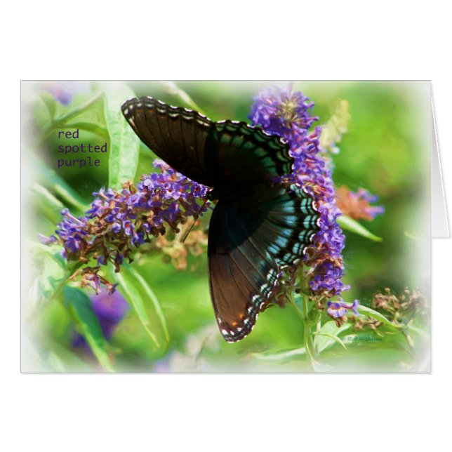 butterfly_red_spotted_purple_0233_Paint (正面横)