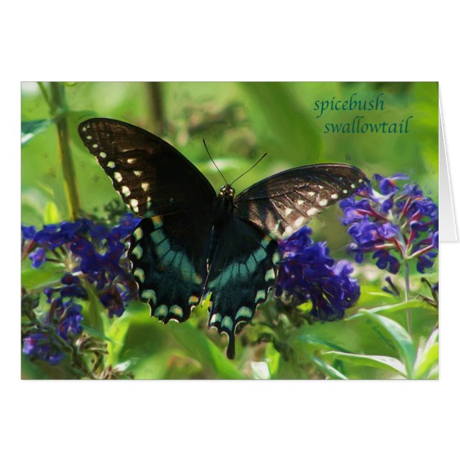 butterfly_spicebush_1769x_Paint (正面横)