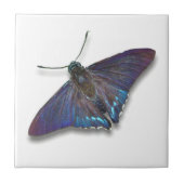 Butterfly Tile - Mangrove Skipper タイル (正面)
