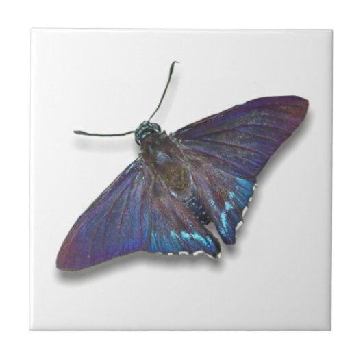 Butterfly Tile - Mangrove Skipper タイル (正面)