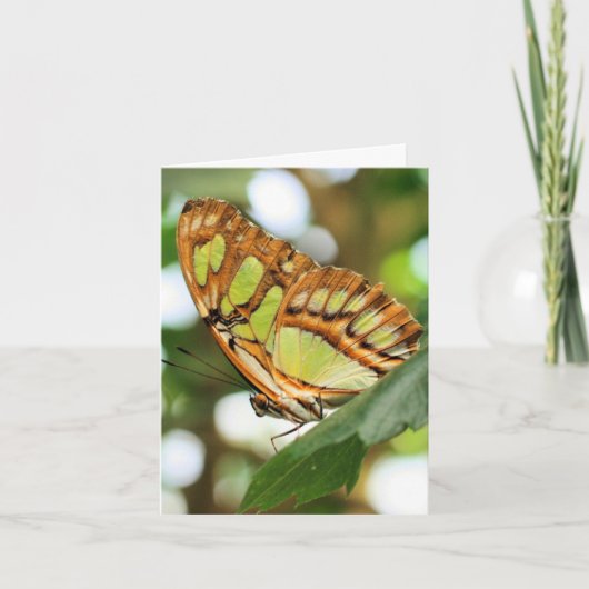 Butterfly Watching Nature Photography Note カード (正面)