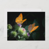 BUTTERFLY WILD LIFE INSECT POSTCROSSING ポストカード (正面/裏面)
