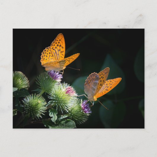 BUTTERFLY WILD LIFE INSECT POSTCROSSING ポストカード (正面)