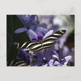 BUTTERFLY WILD LIFE INSECT POSTCROSSING ポストカード