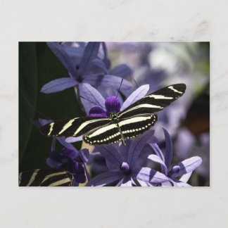 BUTTERFLY WILD LIFE INSECT POSTCROSSING ポストカード