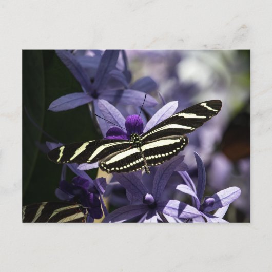 BUTTERFLY WILD LIFE INSECT POSTCROSSING ポストカード (正面)
