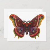 Butterfly Wings Insect Vintage Postcard ポストカード (正面/裏面)