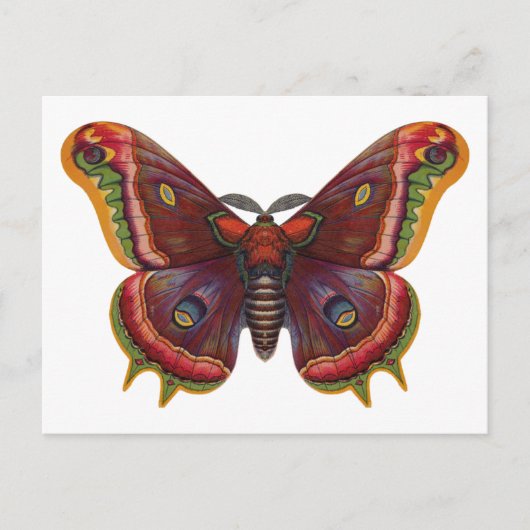 Butterfly Wings Insect Vintage Postcard ポストカード (正面)