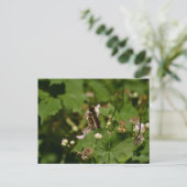 Butterfly with closed wings on a flower ポストカード (スタンド正面)