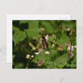 Butterfly with closed wings on a flower ポストカード (正面/裏面)