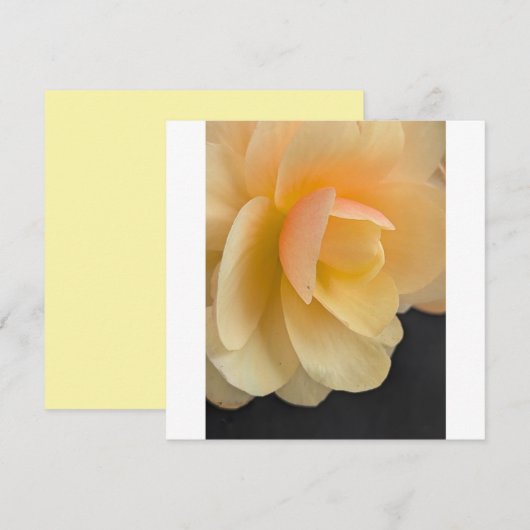 Buttery Begonia Note Card サンキューカード (正面/裏面)