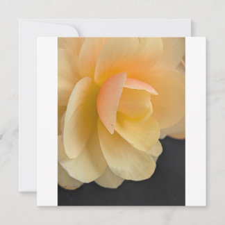 Buttery Begonia Note Card サンキューカード
