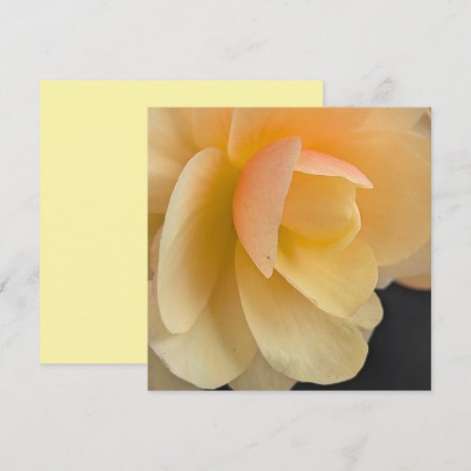 Buttery Begonia Note Card サンキューカード (正面/裏面)