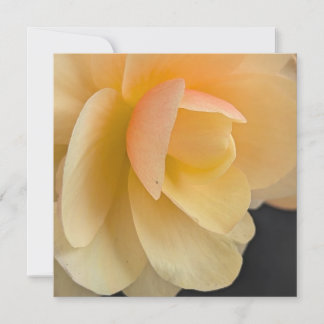 Buttery Begonia Note Card サンキューカード