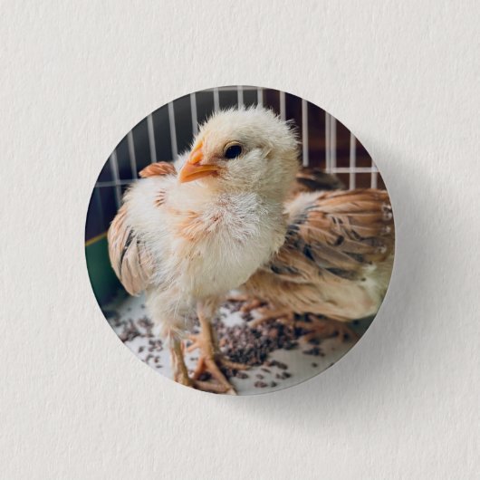 Button Cute Baby Chick  缶バッジ (正面)