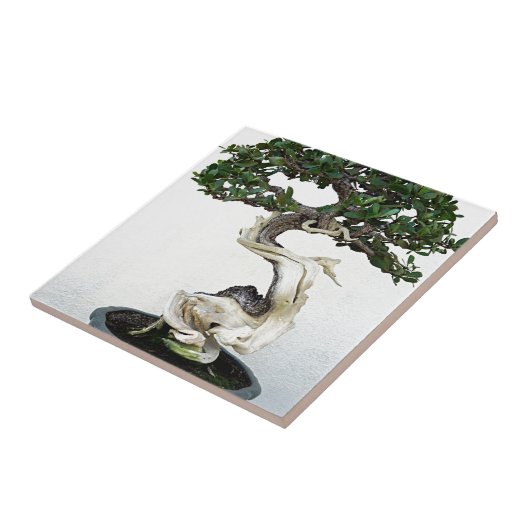 Buttonwoodの盆栽の木 タイル (側面)