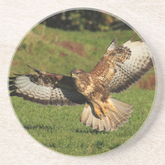 Buzzardのコースター コースター (正面)