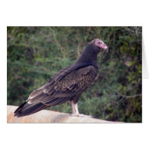 Buzzard -よりよく嬉しいあなたは感じること