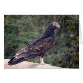 Buzzard -よりよく嬉しいあなたは感じること